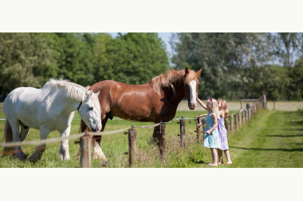 Bungalow Het Caitwickerzand op de Veluwe met paardenweide VMP024